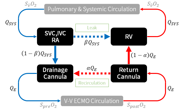 VV ECMO における再循環率の推定方法を再考する